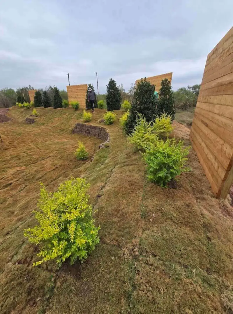 Row of newly planted evergreen and golden shrubs along a privacy fence