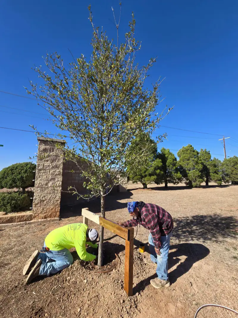 Two crew members staking a newly planted tree under a clear blue sky
