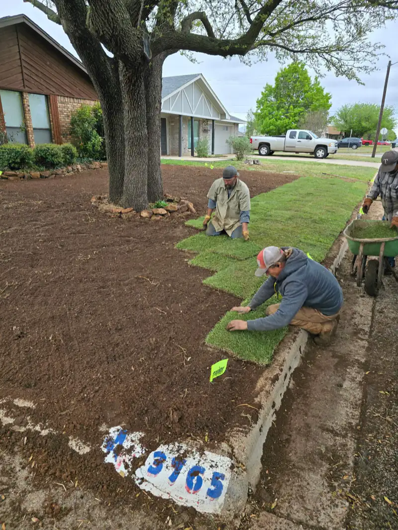 Crew laying new sod in a front yard under a large shade tree